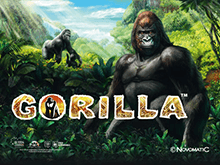 Игровые автоматы на деньги Gorilla